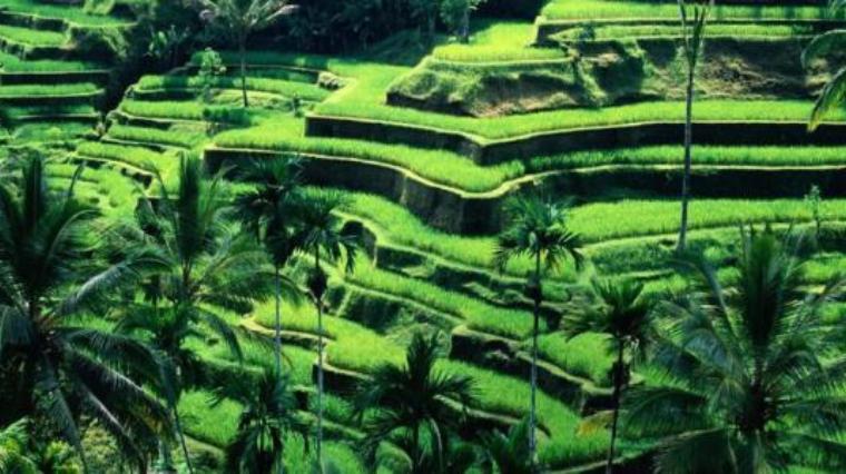 Indonezija 1